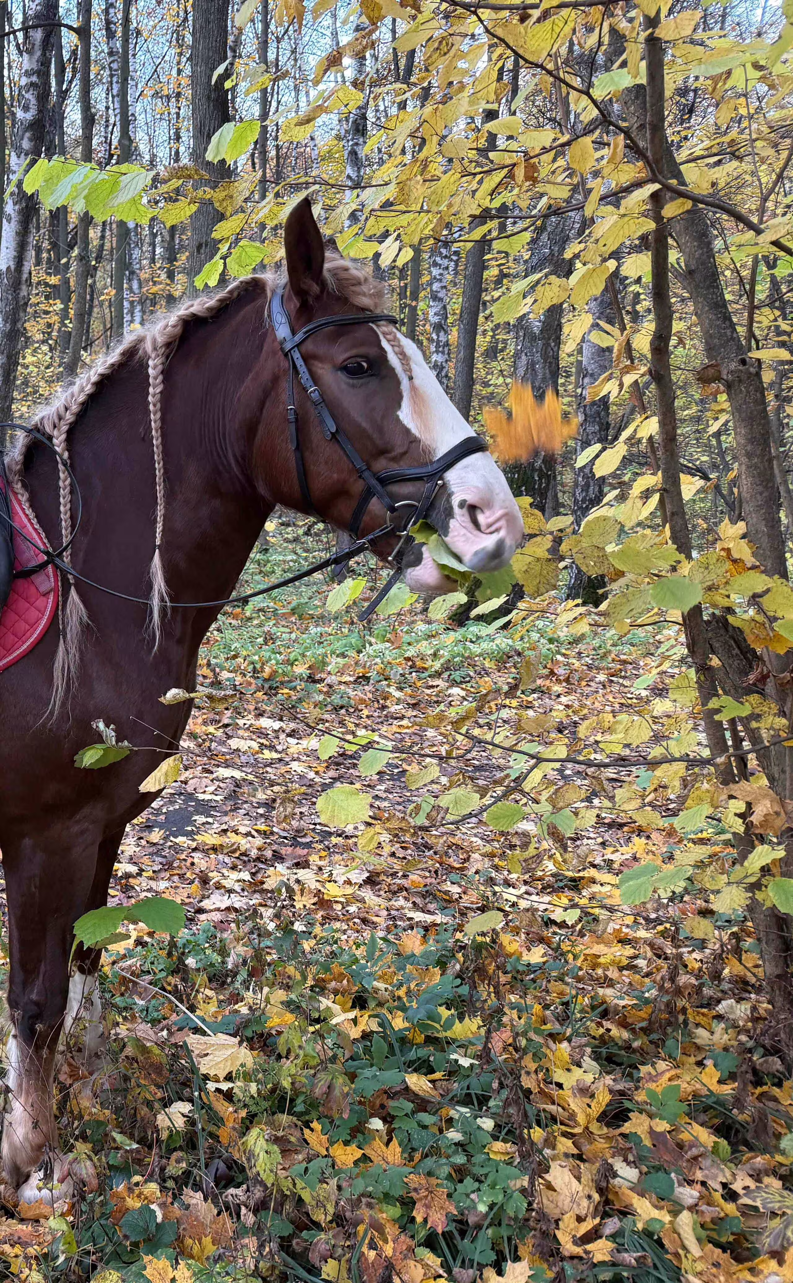 Лосиный остров. Конный двор «Яуза»